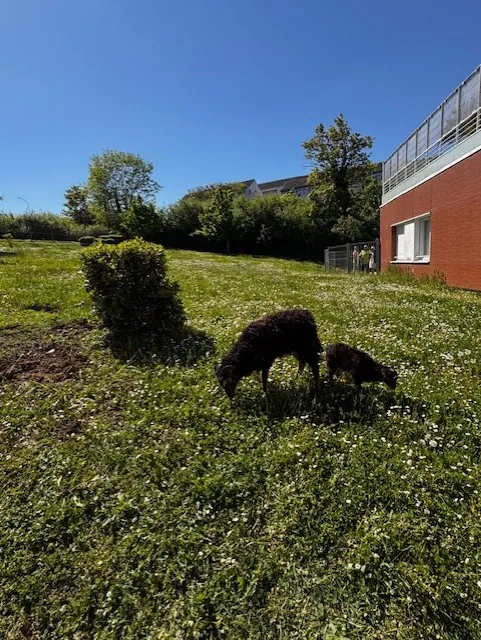 Eco pâturage à l'EHPAD Les Tourterelles Seine et Marne