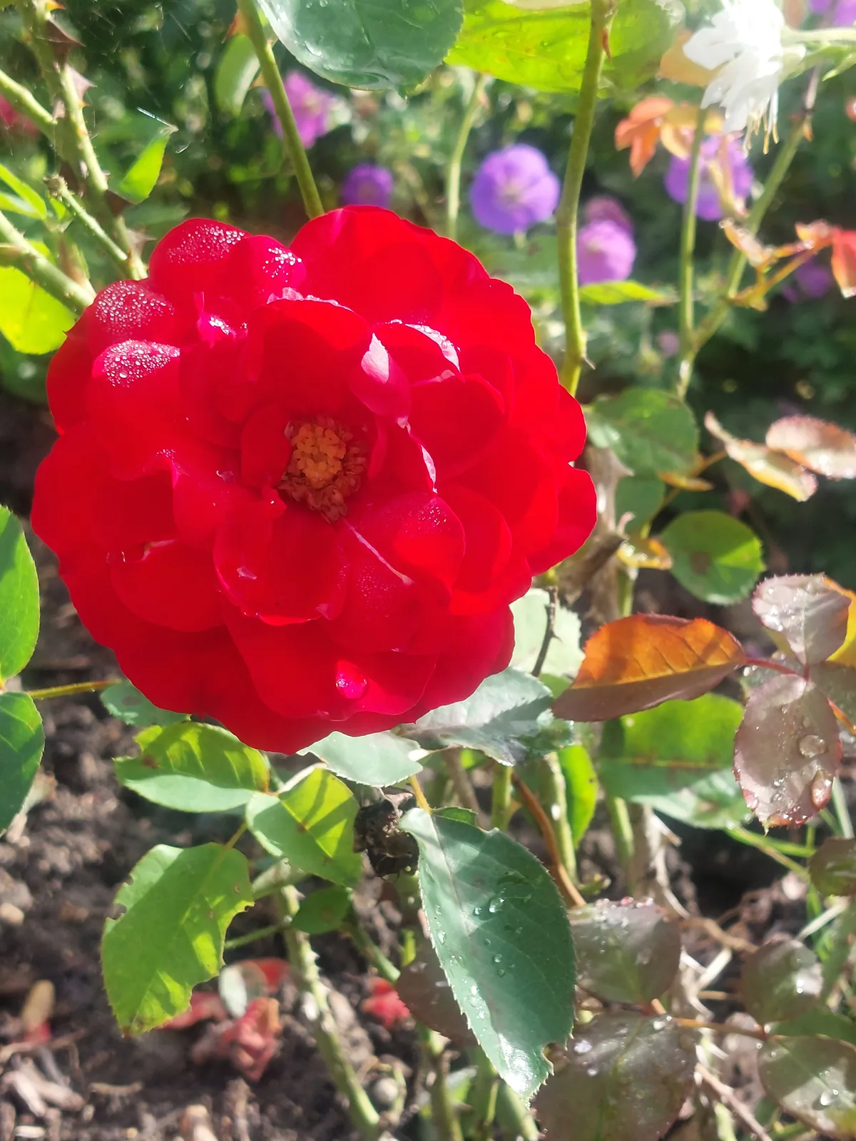 Jardin des Clarisses de Nogent l'Artaud