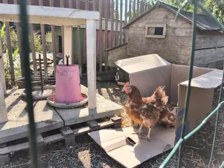Les nouvelles poules de la résidence