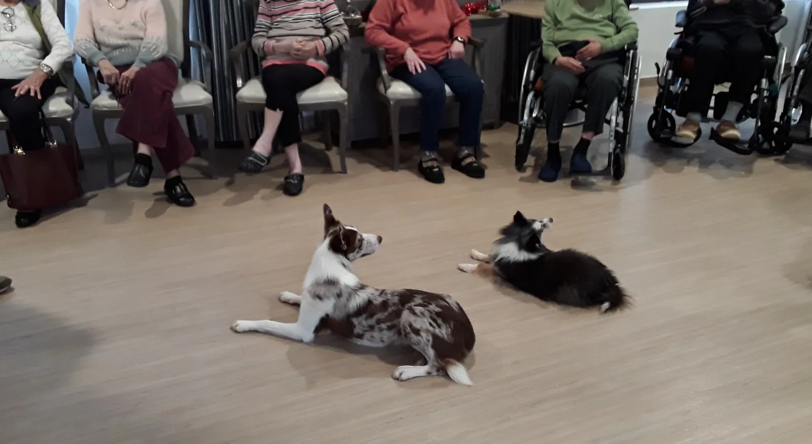 Chiens visiteurs : un moment magique pour nos résidents !