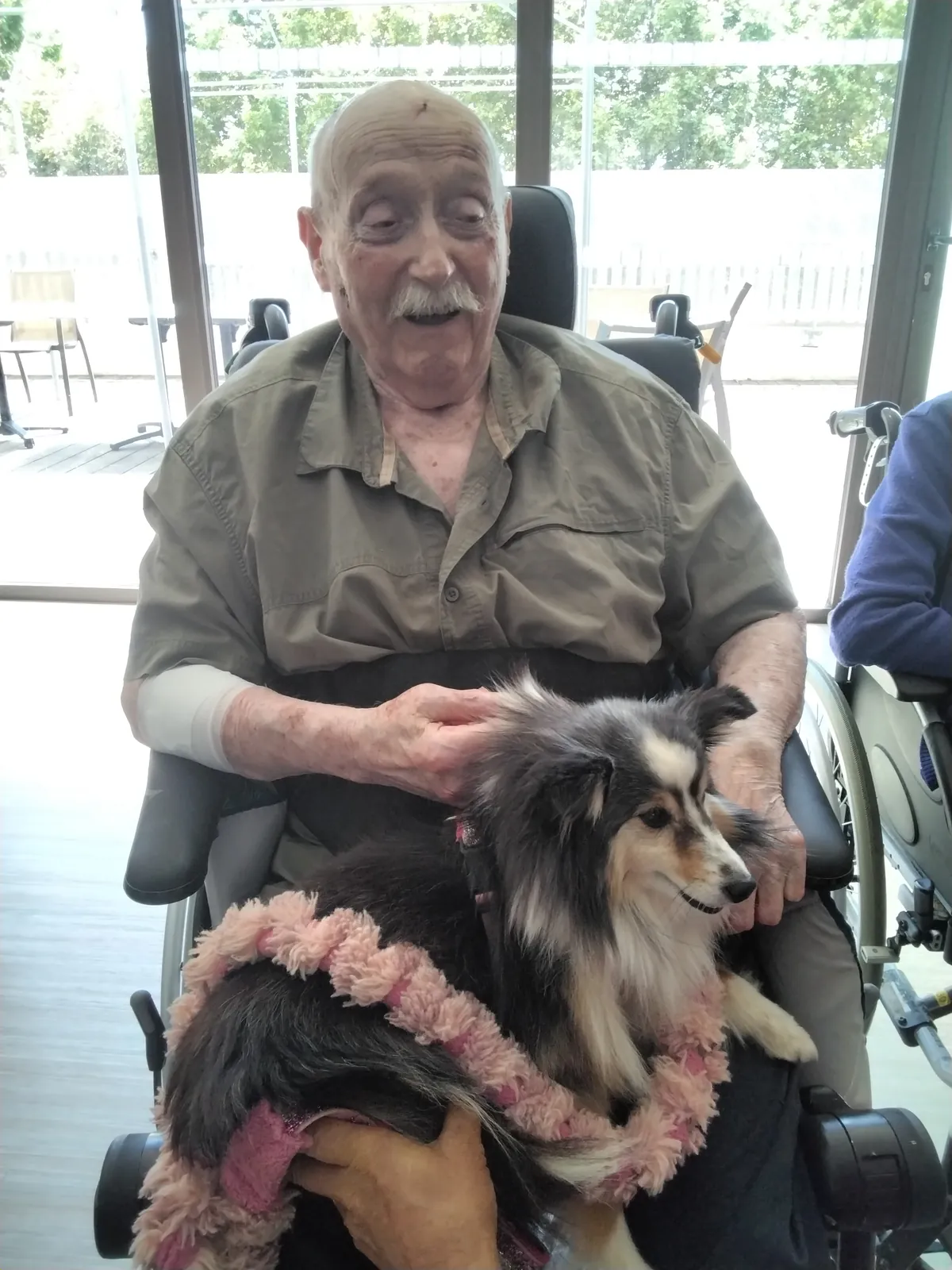 Chiens visiteurs