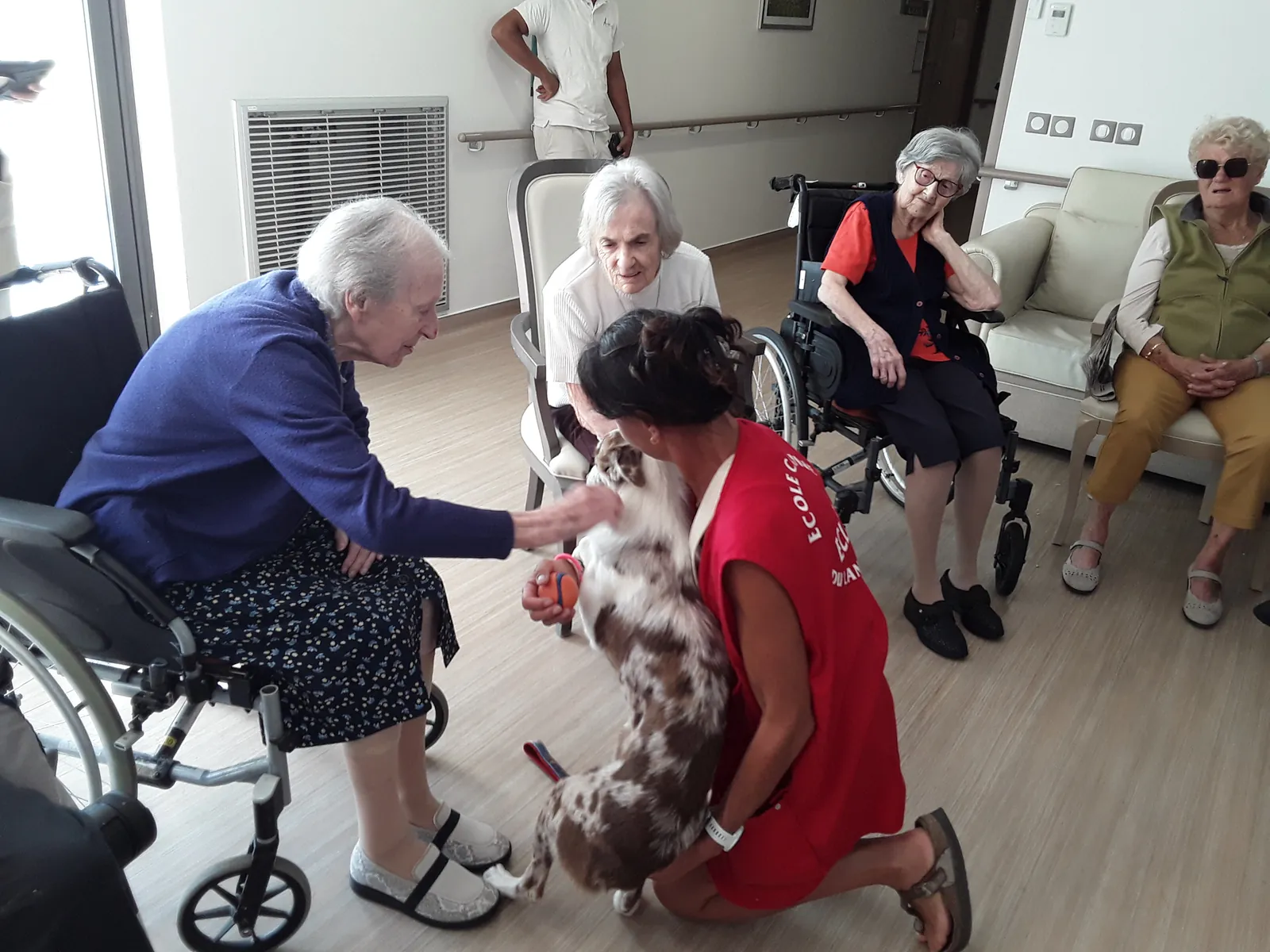 Chiens visiteurs