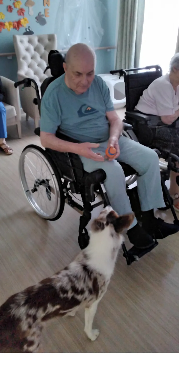 Chiens visiteurs