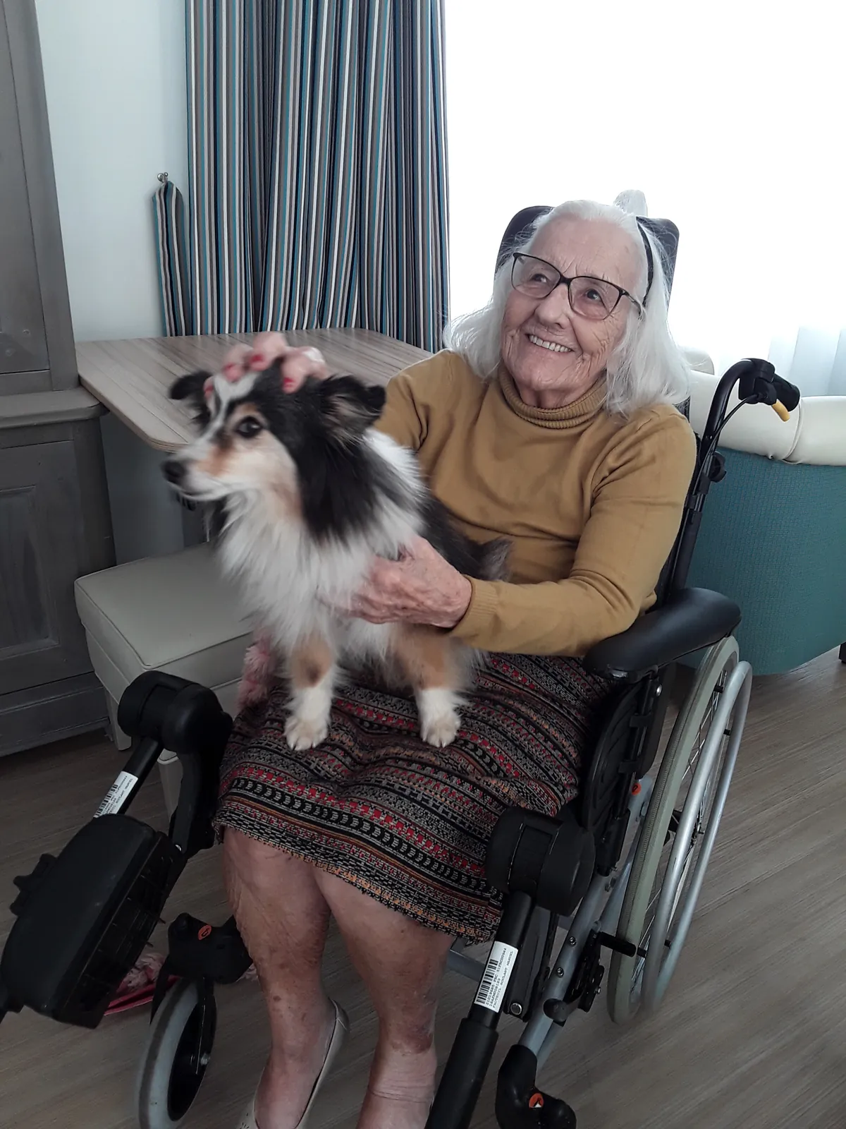 Chiens visiteurs