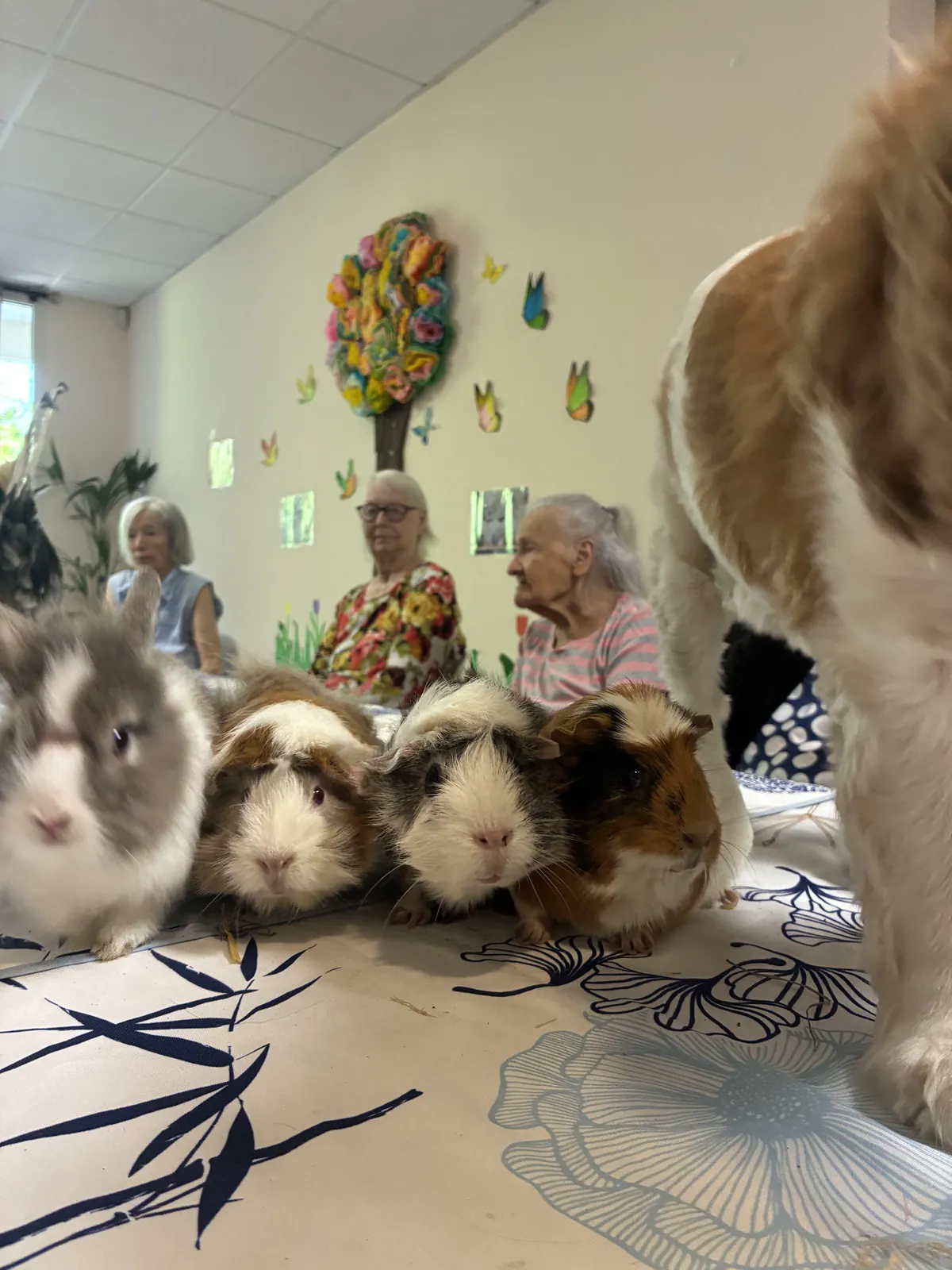 Nos amis les animaux 