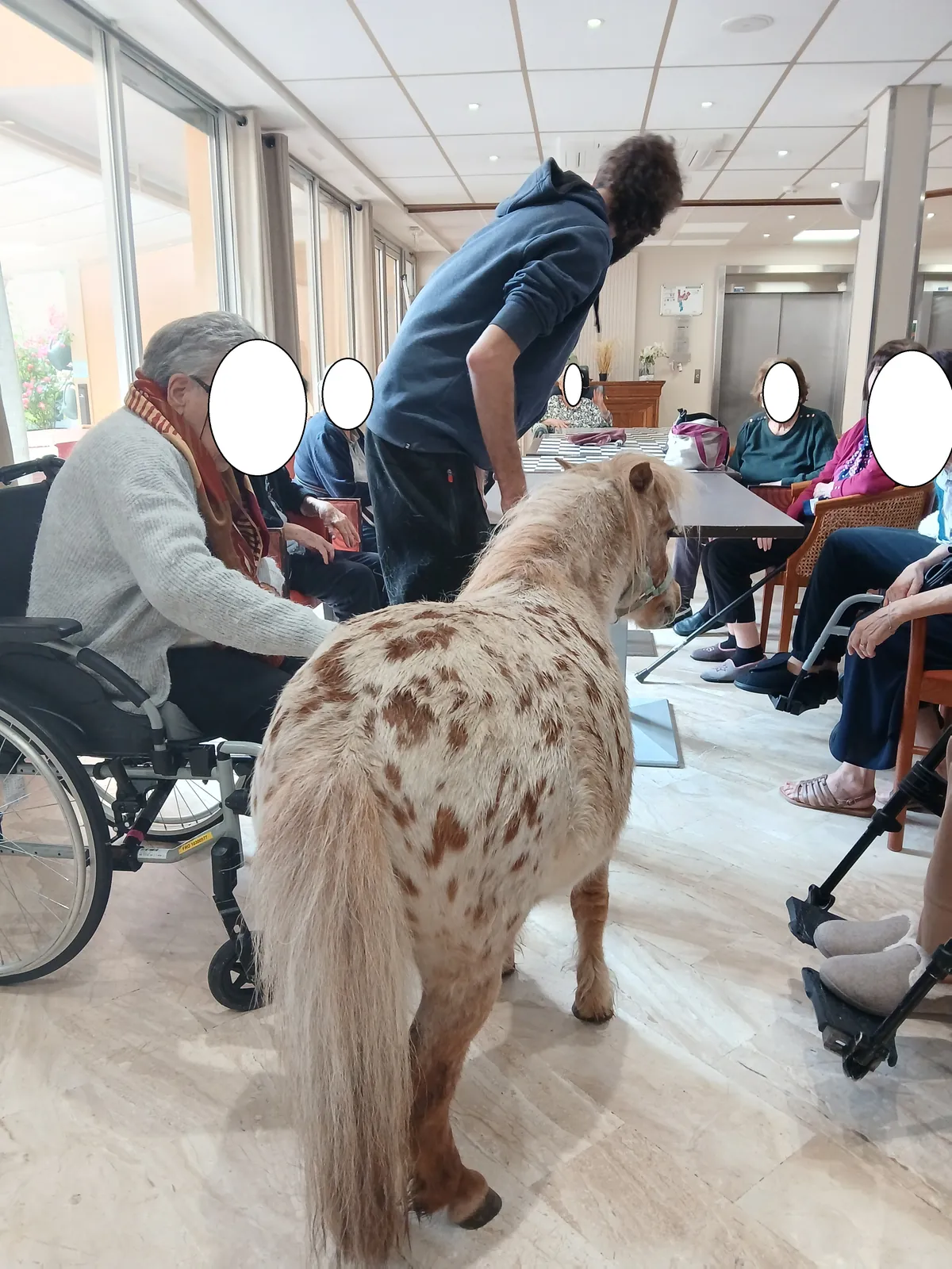 activité de zoothérapie à la résidence les blacassins 