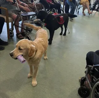 Un bel après-midi de médiation animale !