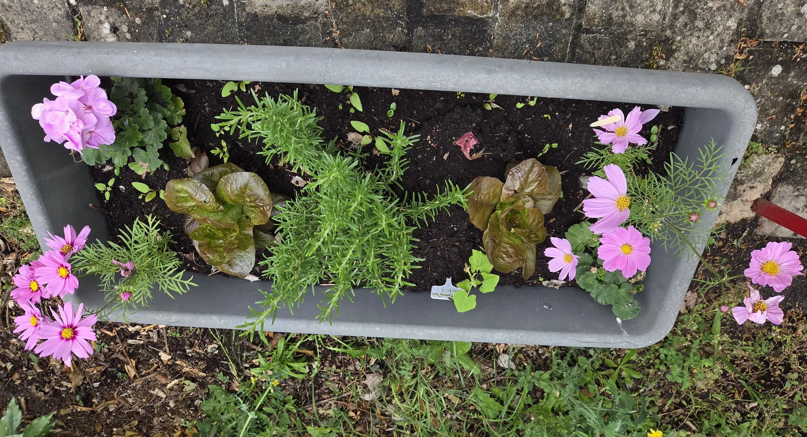 Chut… le potager prend vie à l'accueil de jour !