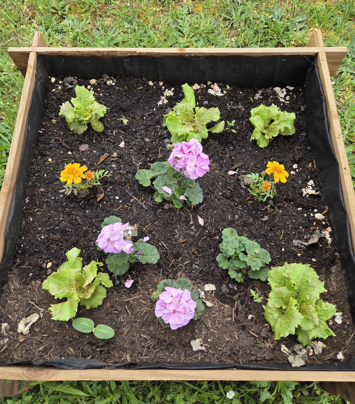 Chut… le potager prend vie à l'accueil de jour !