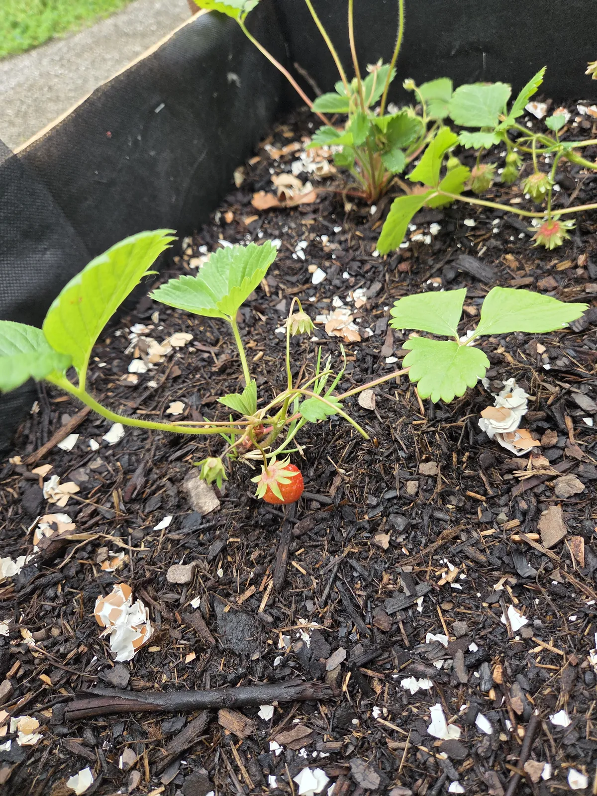 Chut… le potager prend vie à l'accueil de jour !
