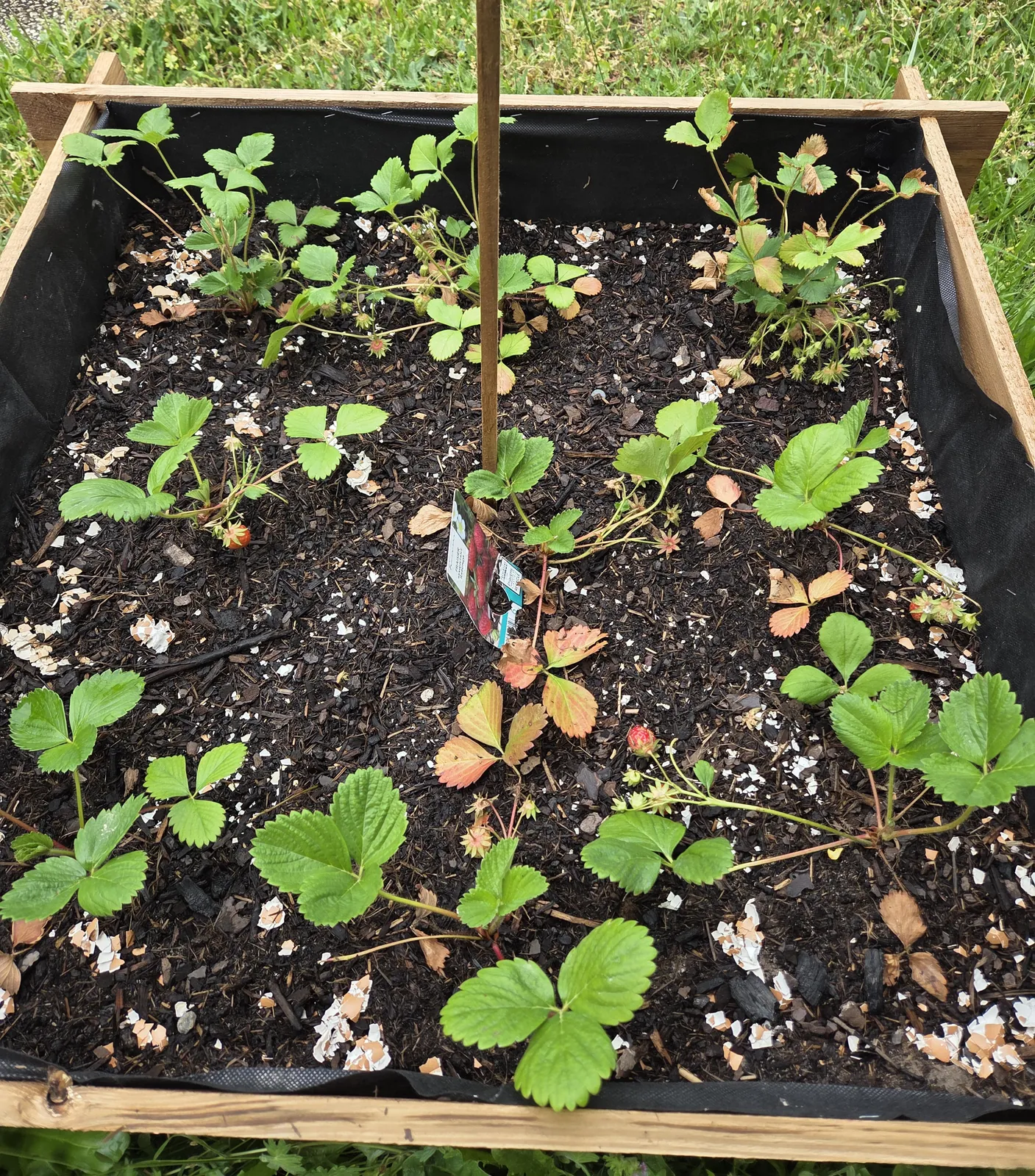 Chut… le potager prend vie à l'accueil de jour !