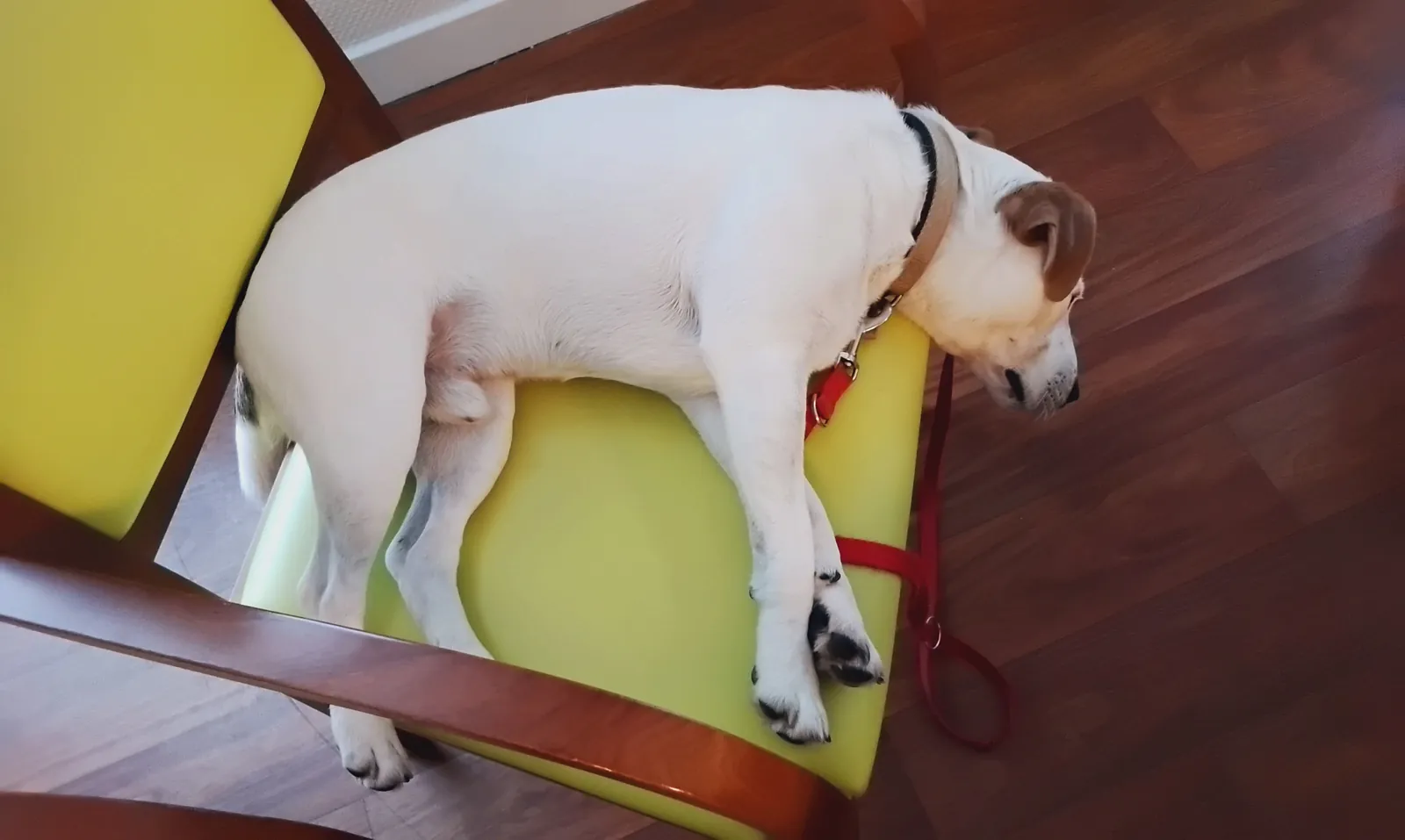 Dure vie de chien !