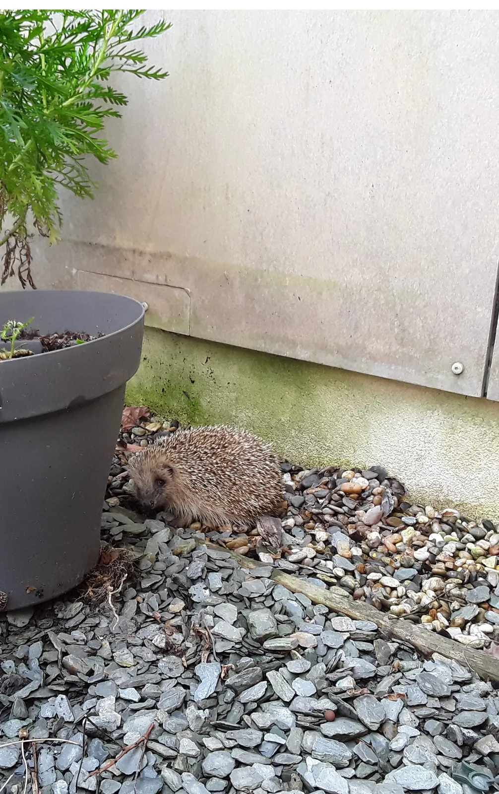 Jardinage