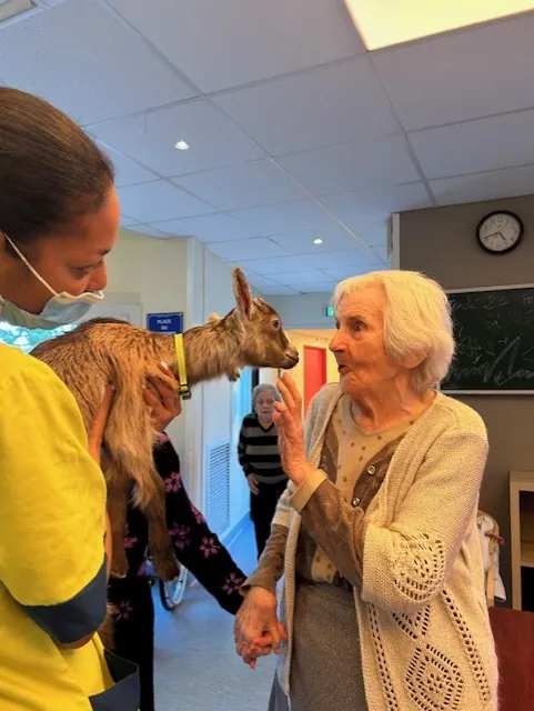 Une chevrette à l’EHPAD : un nouveau bébé très entouré