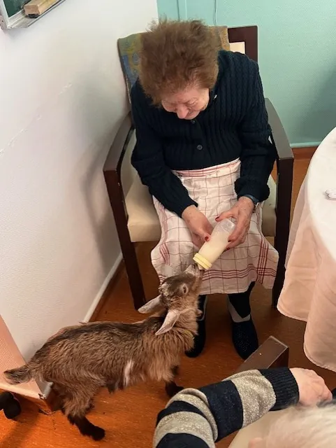 Une chevrette à l’EHPAD : un nouveau bébé très entouré