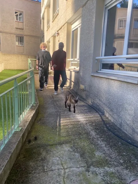 Une chevrette à l’EHPAD : un nouveau bébé très entouré