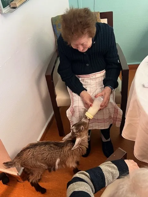 Une chevrette à l’EHPAD : un nouveau bébé très entouré