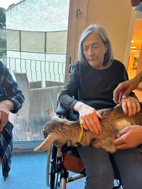 Une chevrette à l’EHPAD : un nouveau bébé très entouré