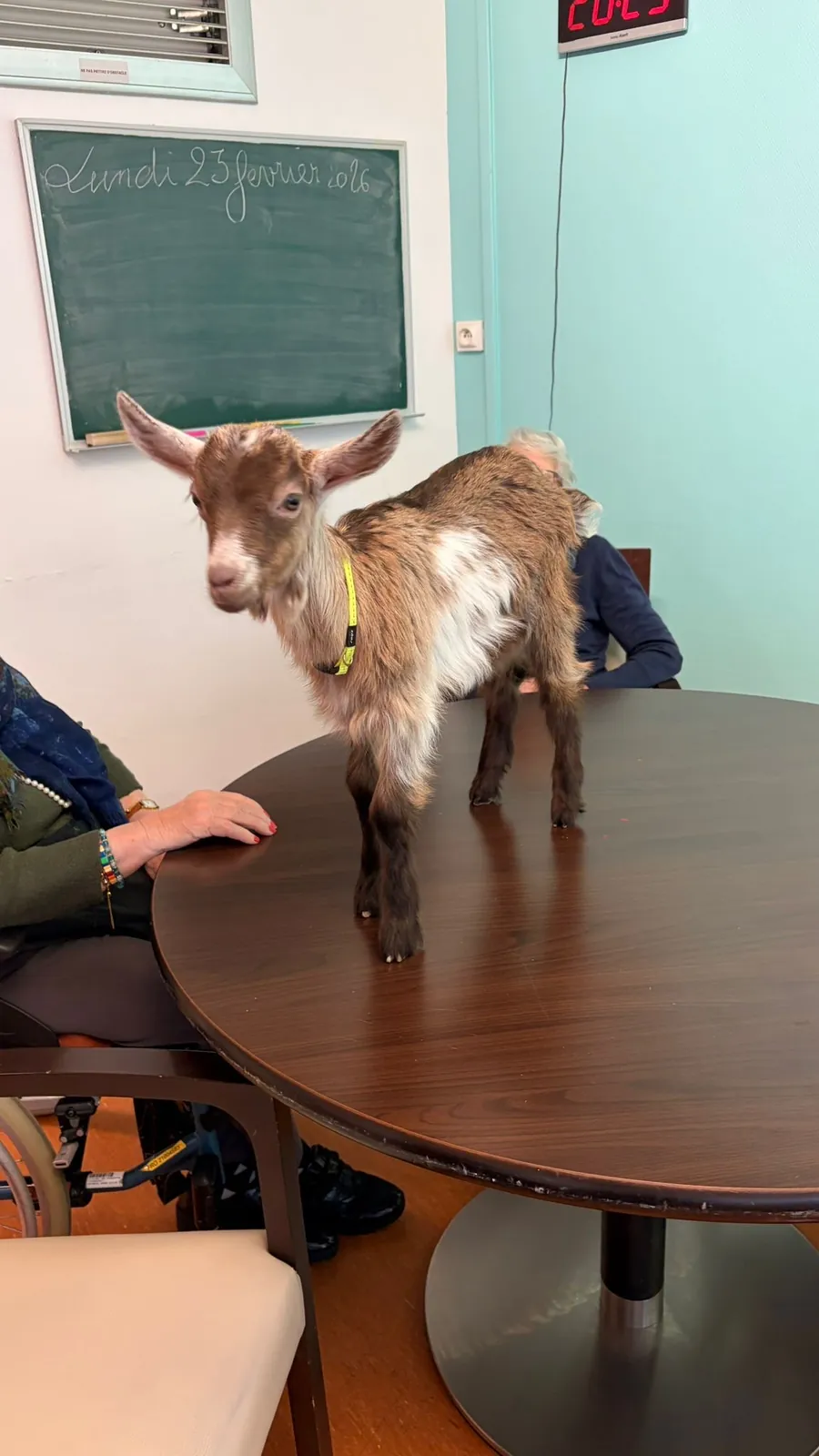 Une chevrette à l’EHPAD : un nouveau bébé très entouré