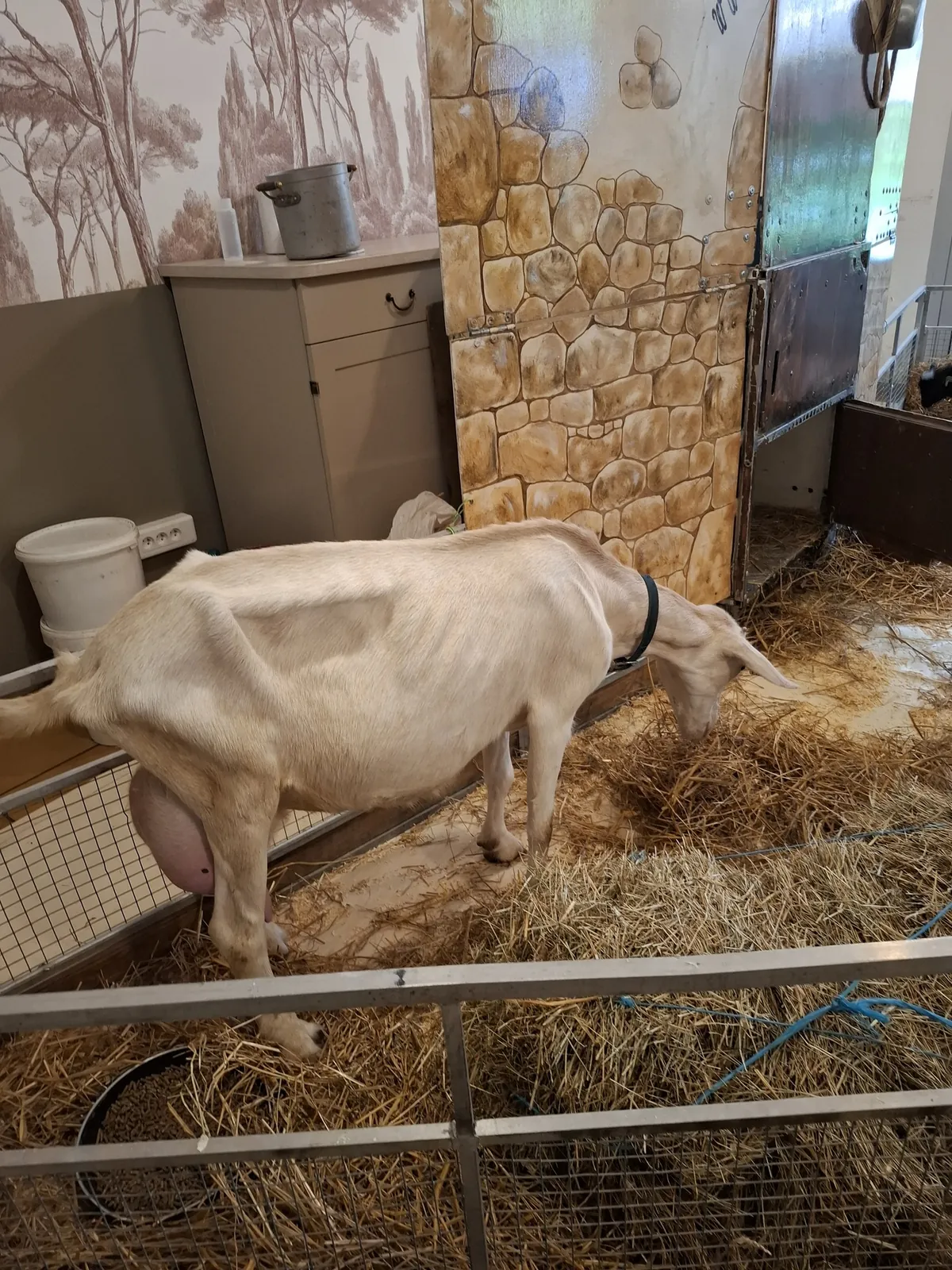 Visite Inter-Résidences : À la Découverte des Animaux de la Ferme