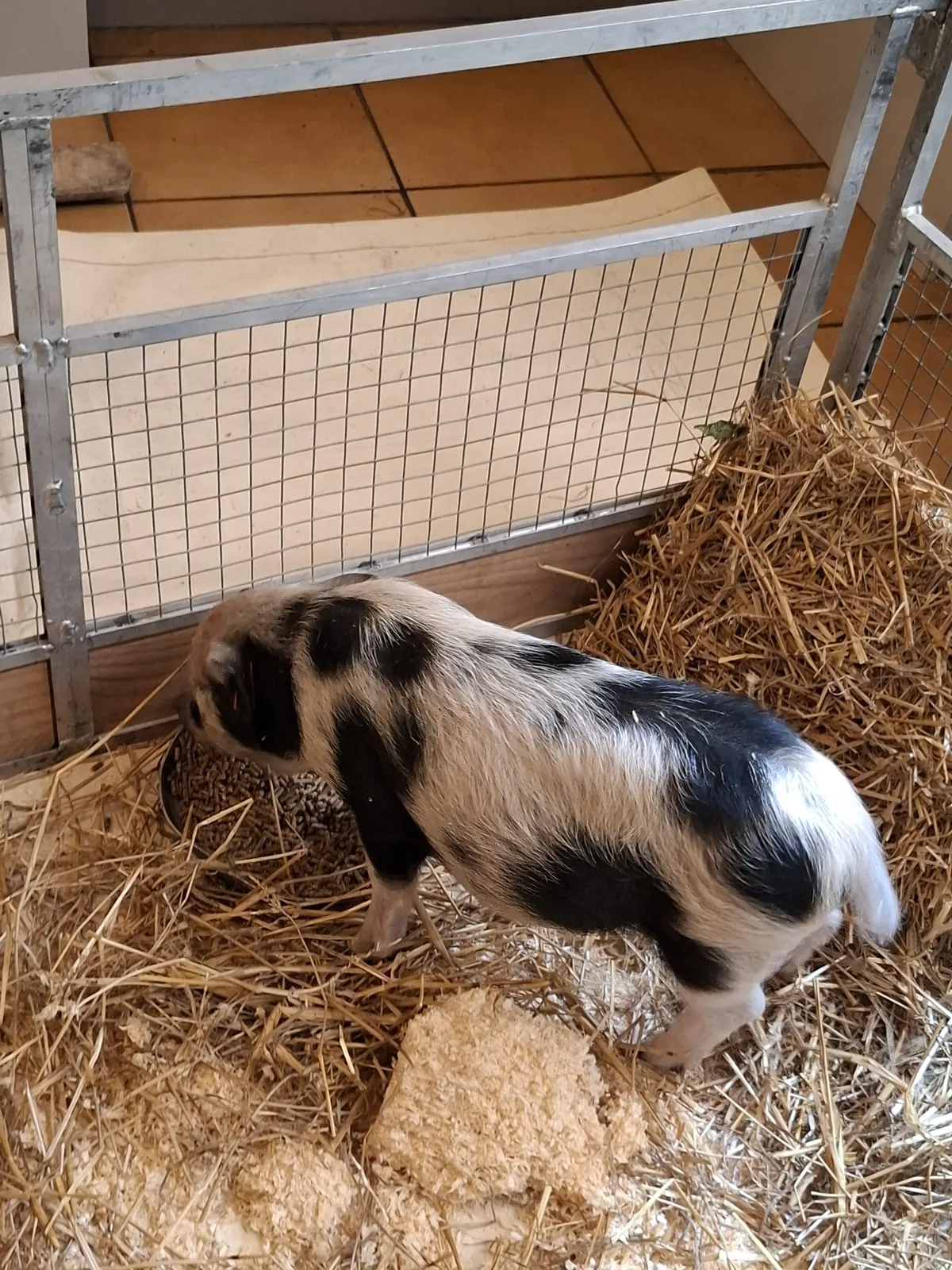 Visite Inter-Résidences : À la Découverte des Animaux de la Ferme