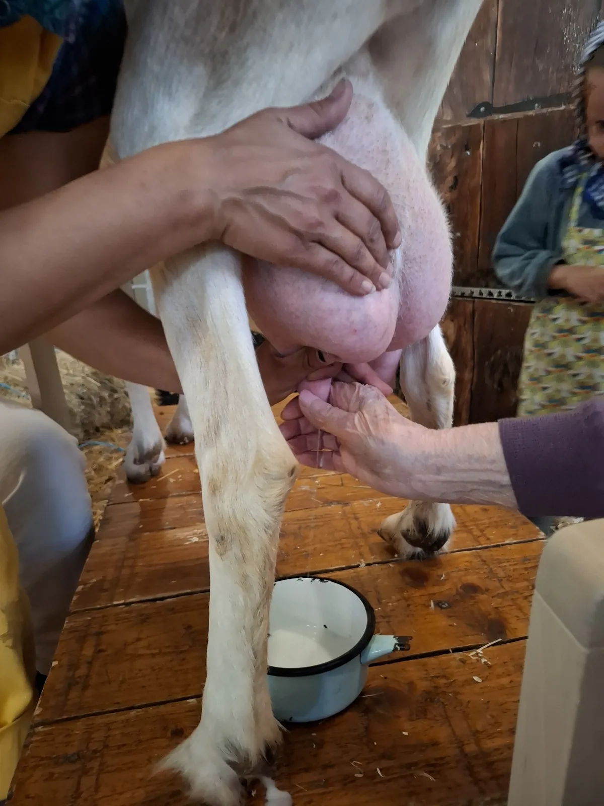 Visite Inter-Résidences : À la Découverte des Animaux de la Ferme