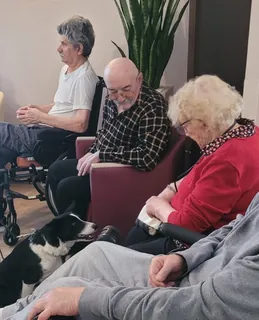 Les chiens visiteurs à la résidence