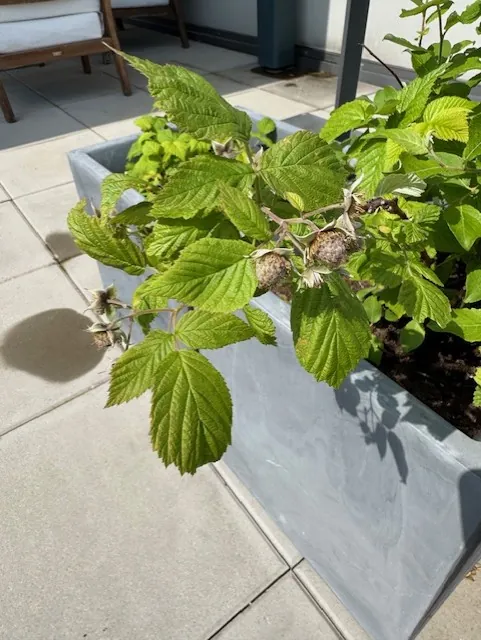 Jardinage aux terrasses de l'étoile