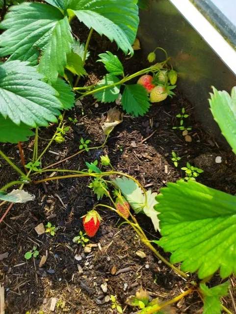 Jardinage aux terrasses de l'étoile