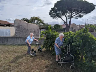 Vendanges à La résidence La Chenaie