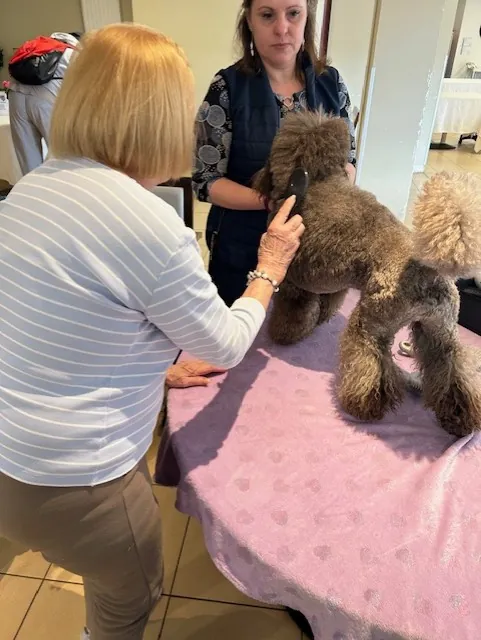 Mediation animale 
