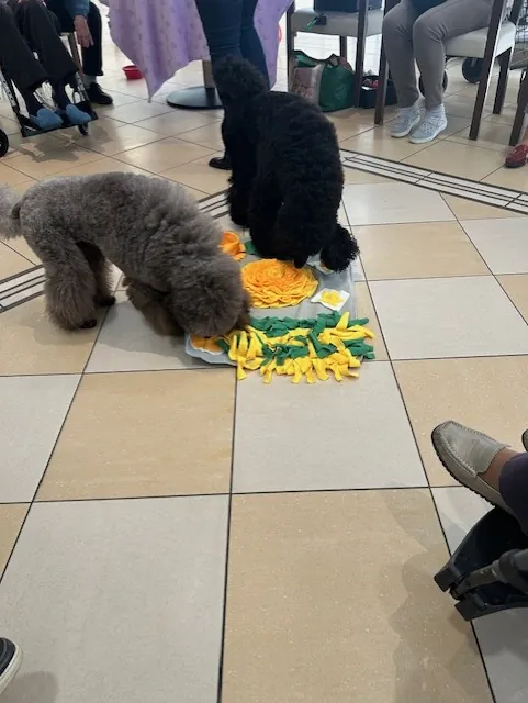 Mediation animale 