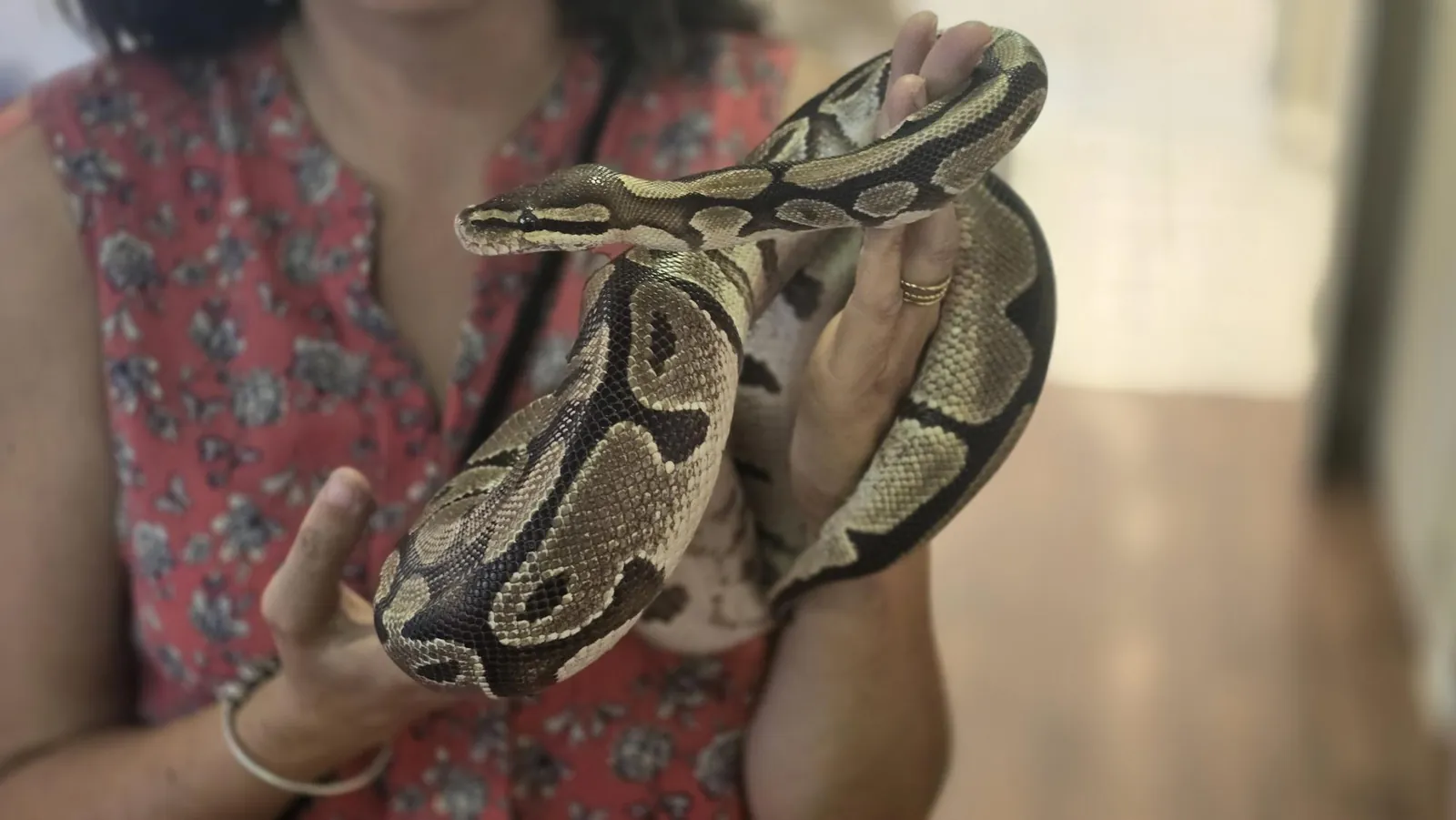 zoothérapie 