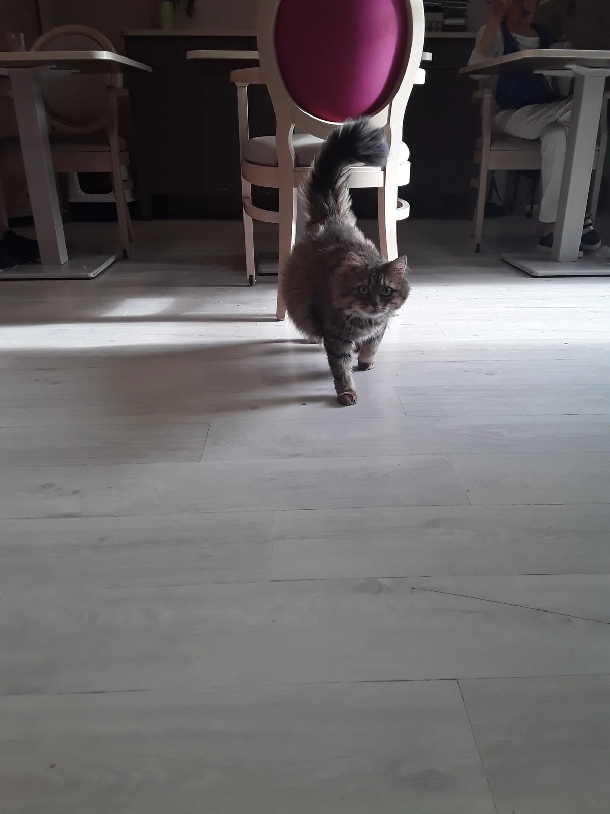 Les Résidents du Pavillon Bel Air ont adopté une chatte qui s'appelle Boulette