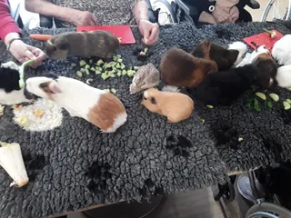 Médiation animale