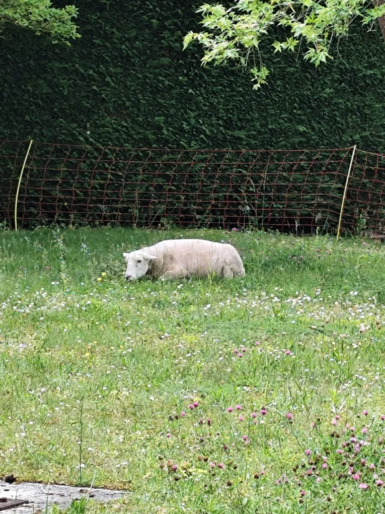 Les moutons sont la !!!