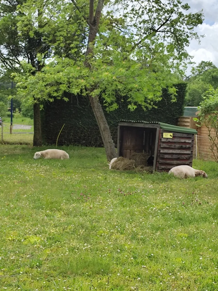 Les moutons sont la !!!