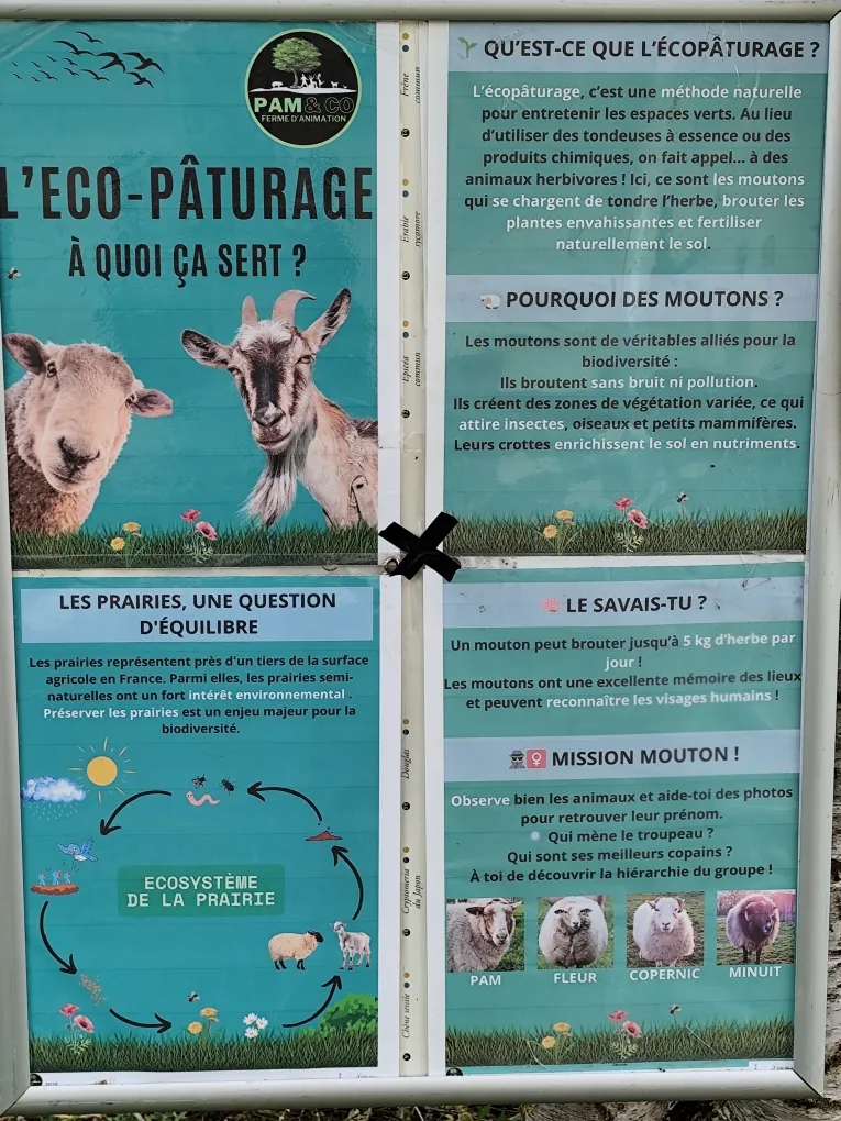 Les moutons sont la !!!