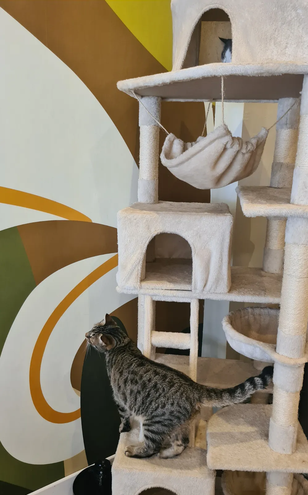 On va où ? Au Bouscat… Chat Roule !