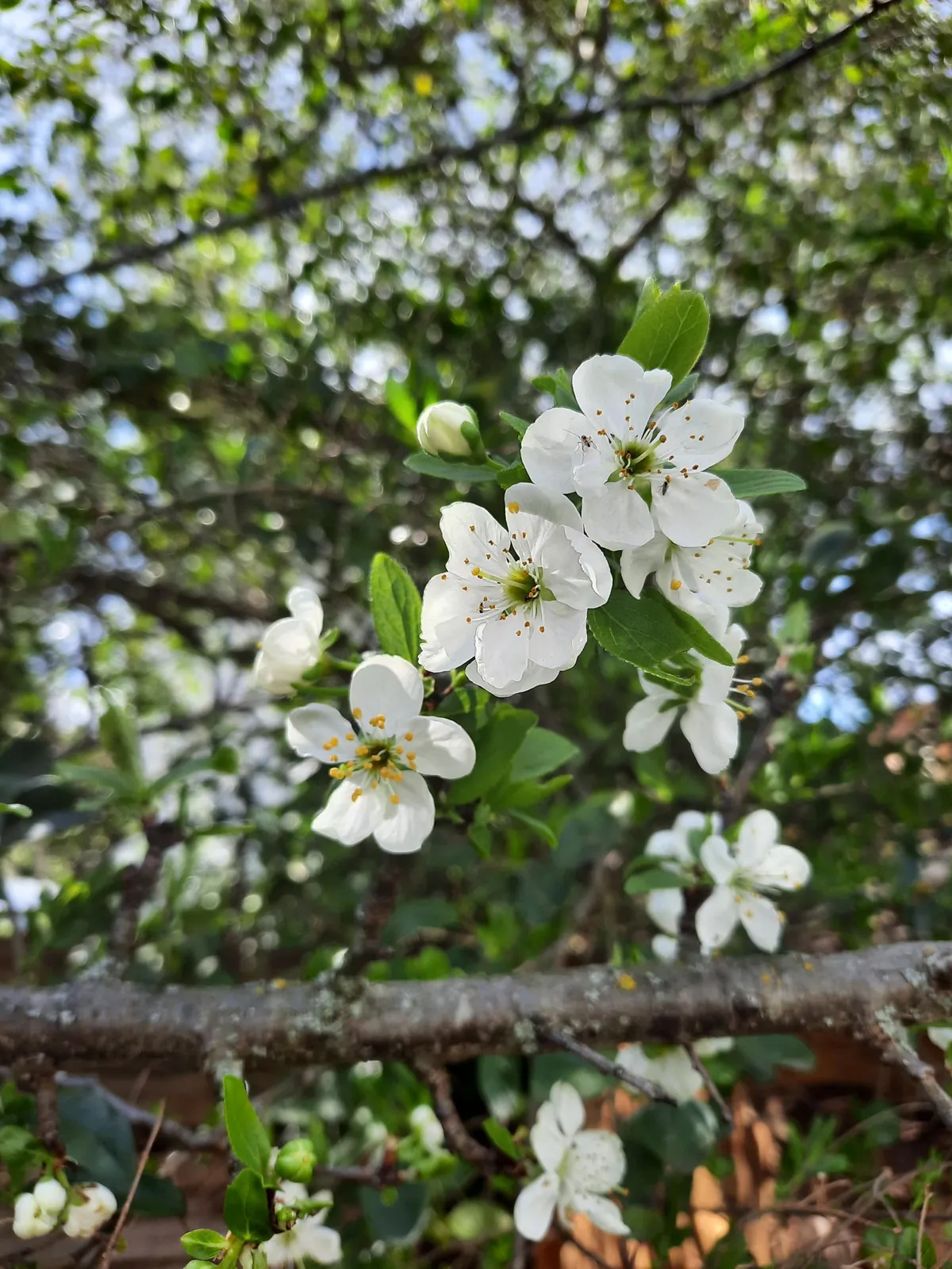 Vive le printemps !