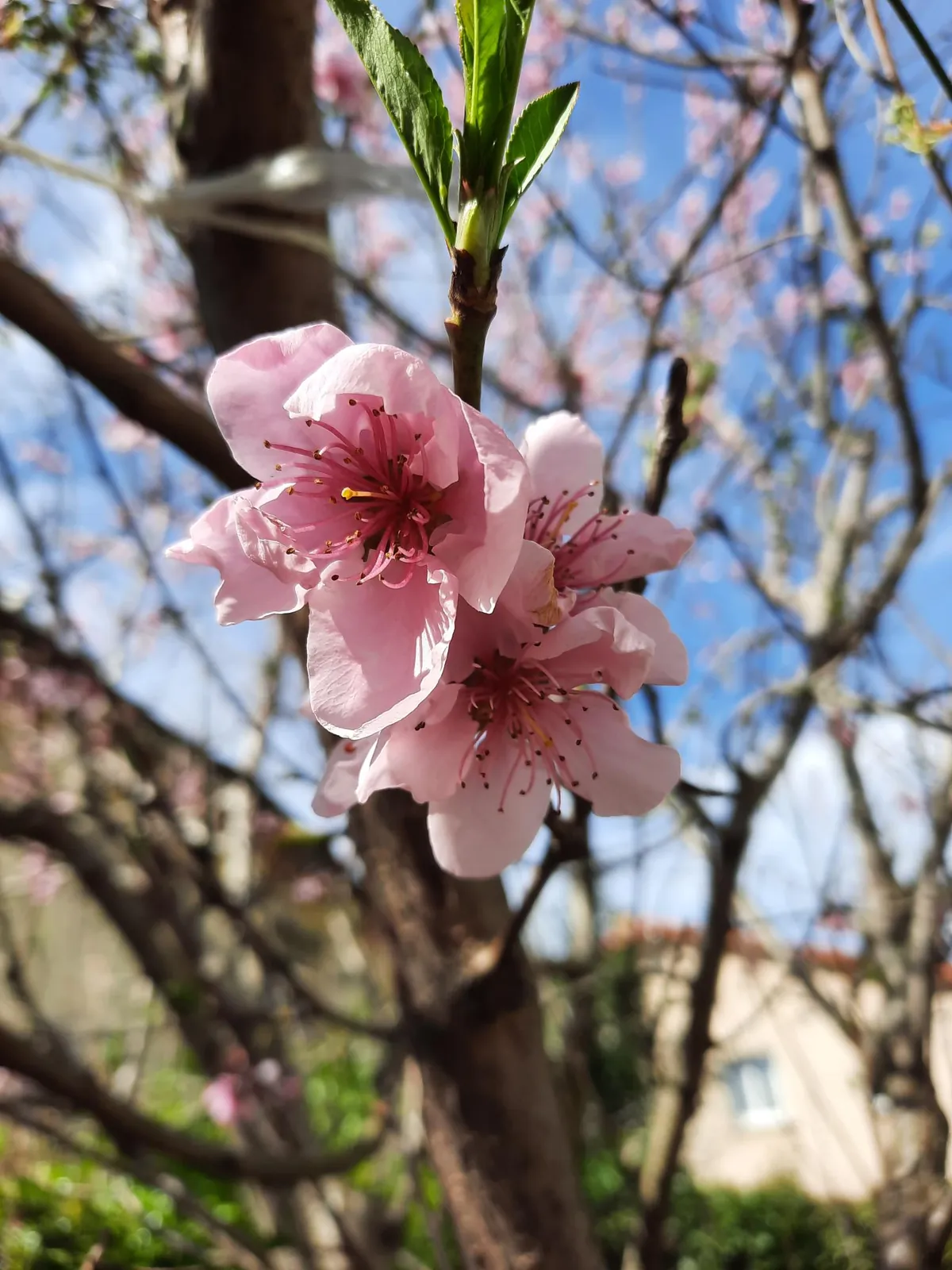 Vive le printemps !