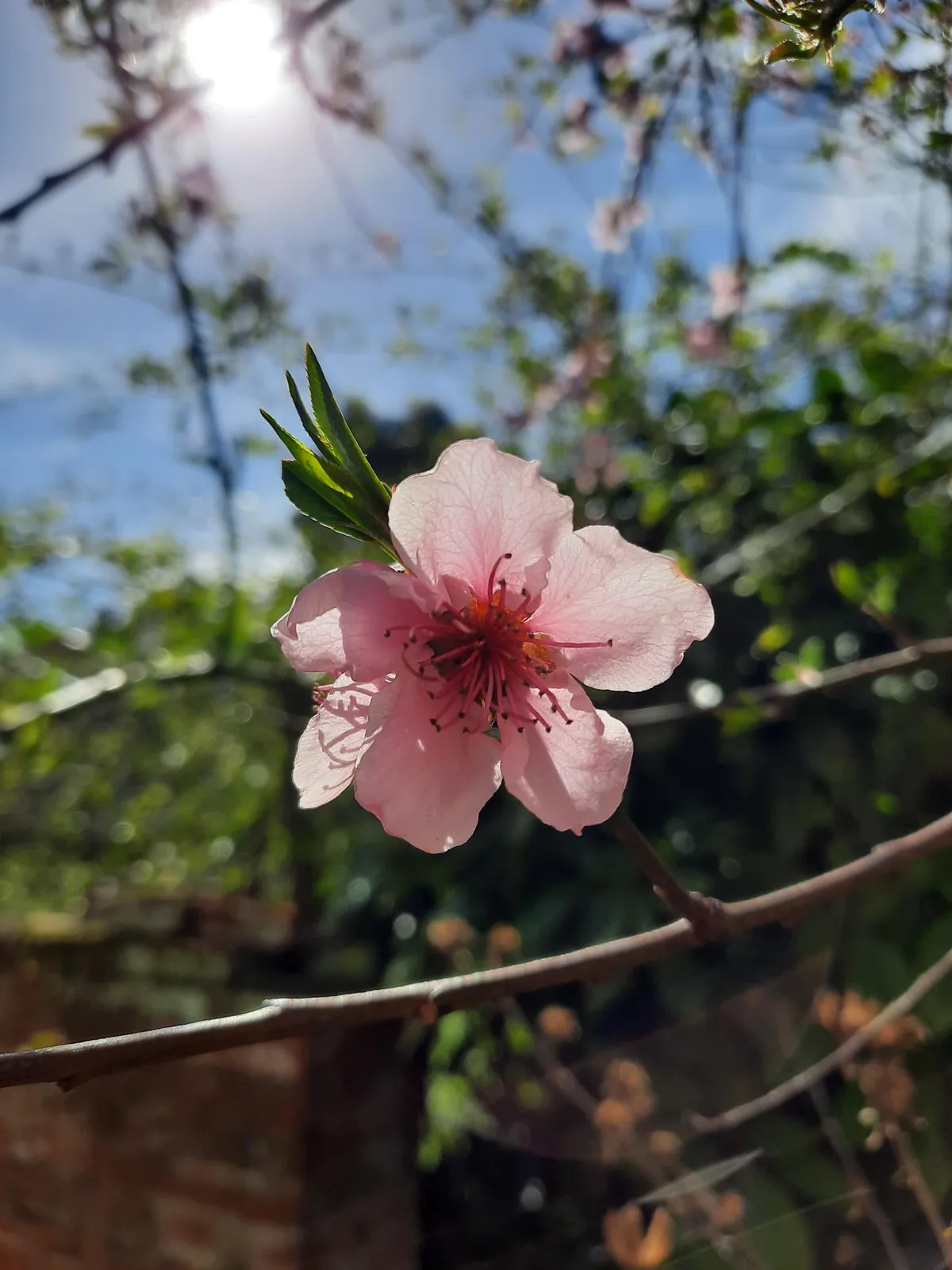 Vive le printemps !