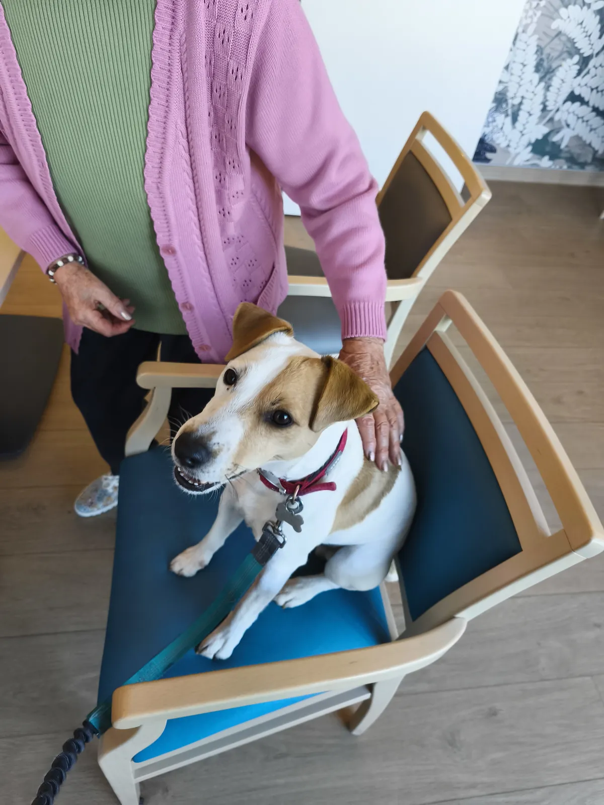 Médiation animale: Sherlock mène l'enquête...
