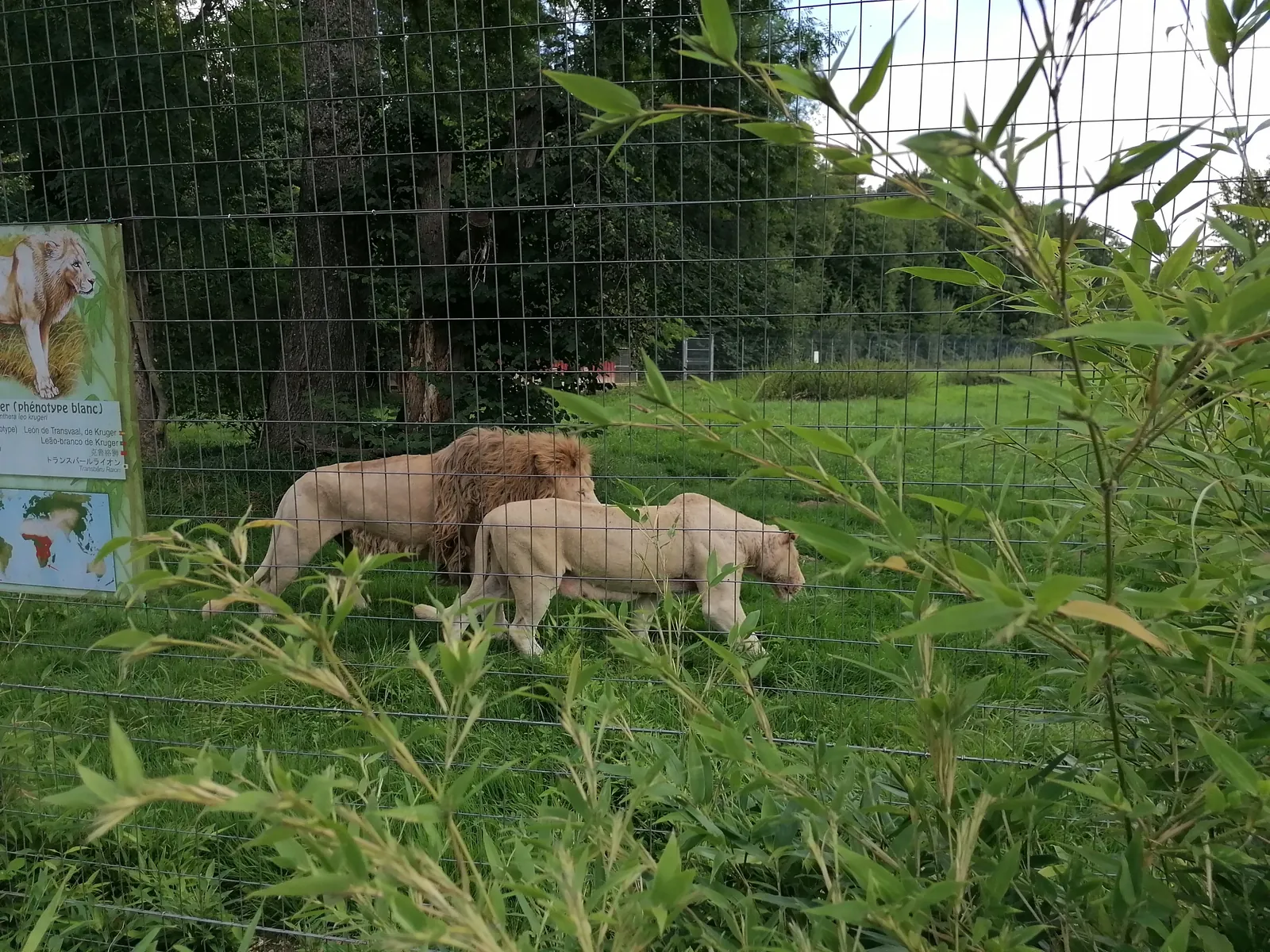 Les Tourterelles d'Esbly font leur Safari