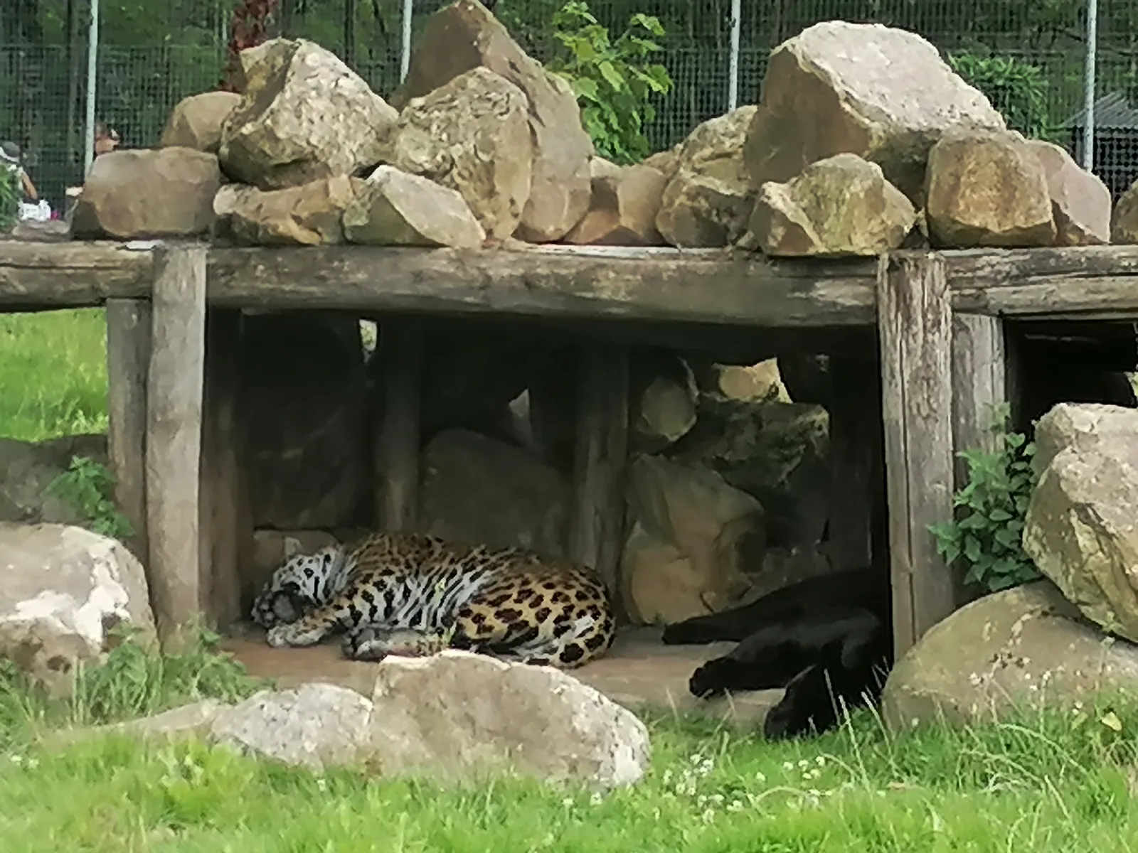 Les Tourterelles d'Esbly font leur Safari