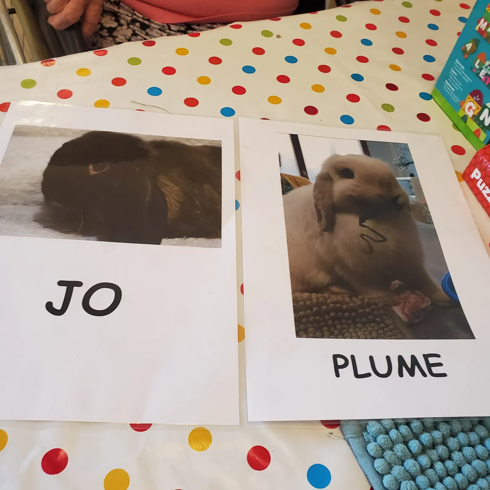 Médiation Animale 