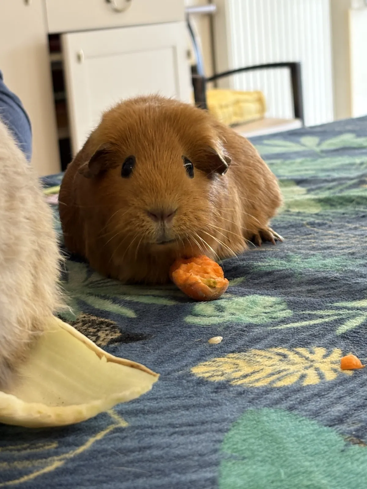 Zoothérapie 