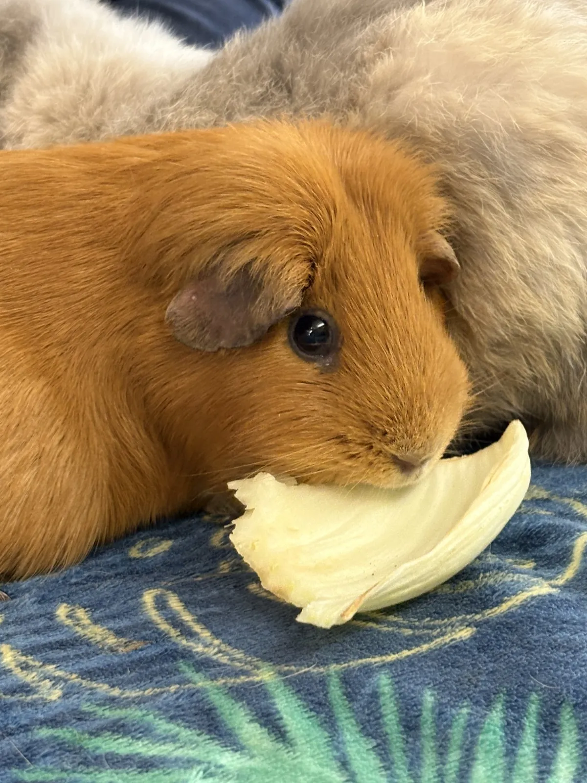 Zoothérapie 