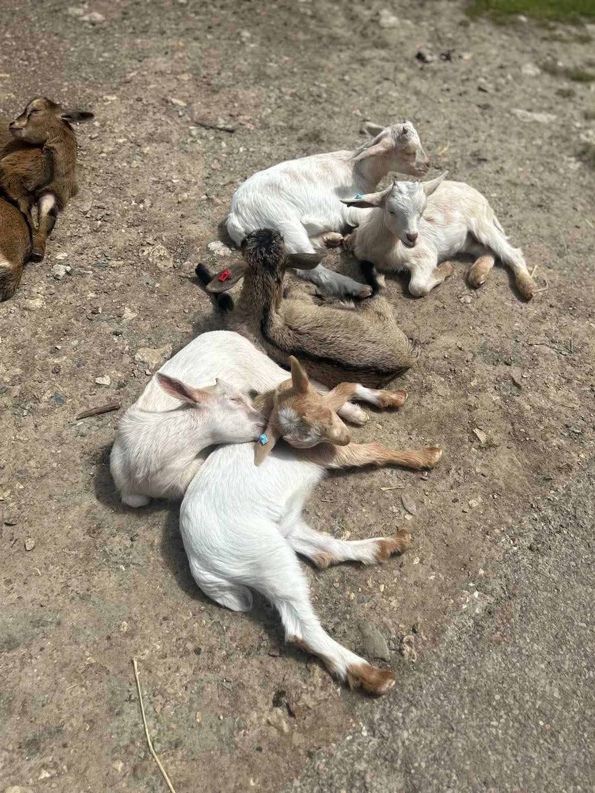 VISITE DU ZOO DE CERZA !