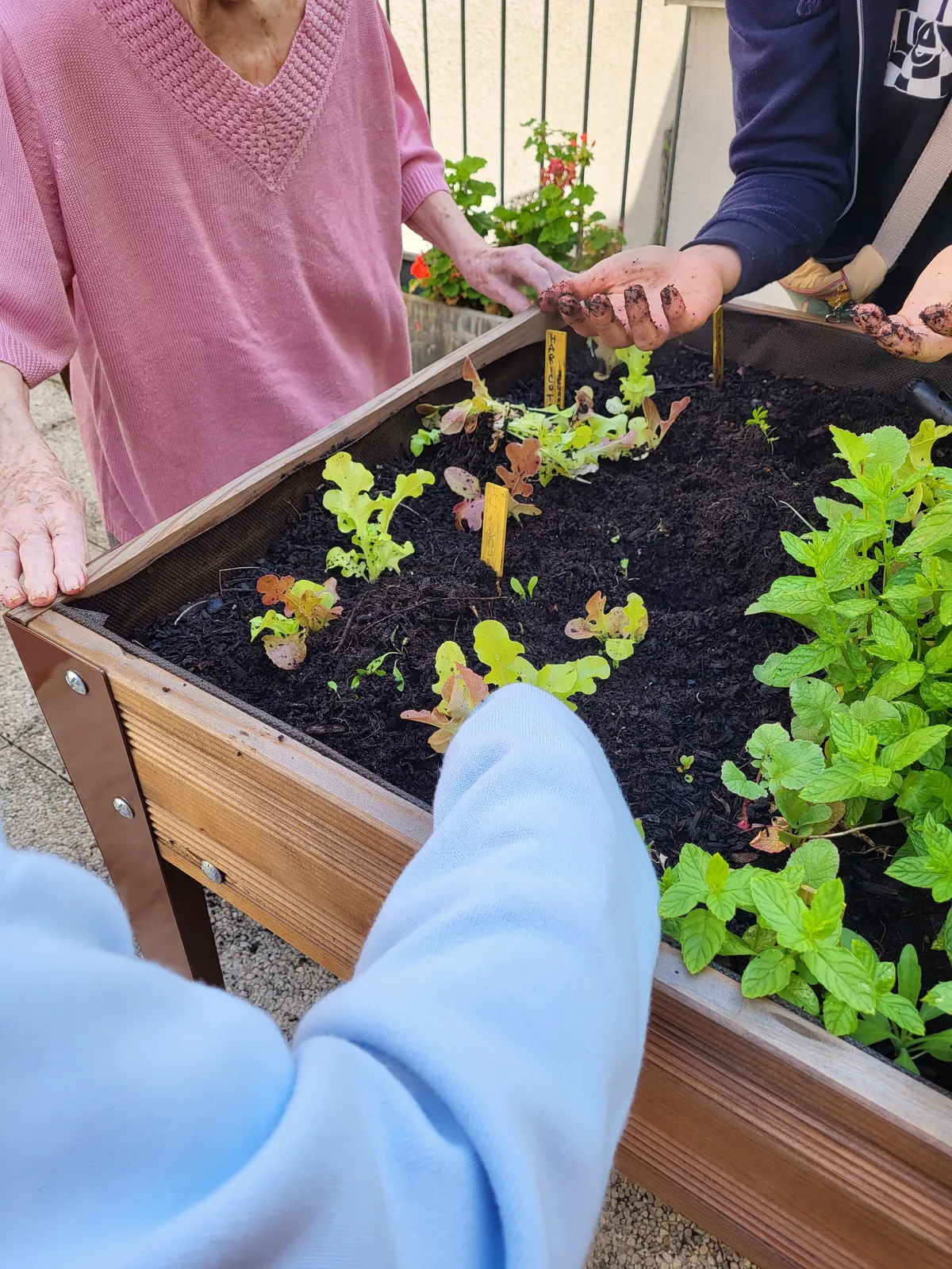 Atelier  jardinage les carottes sauvages à la résidence les Adrets LE 08/07/2025